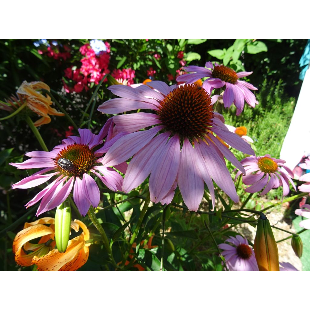 Echinacea purpurea Magnus