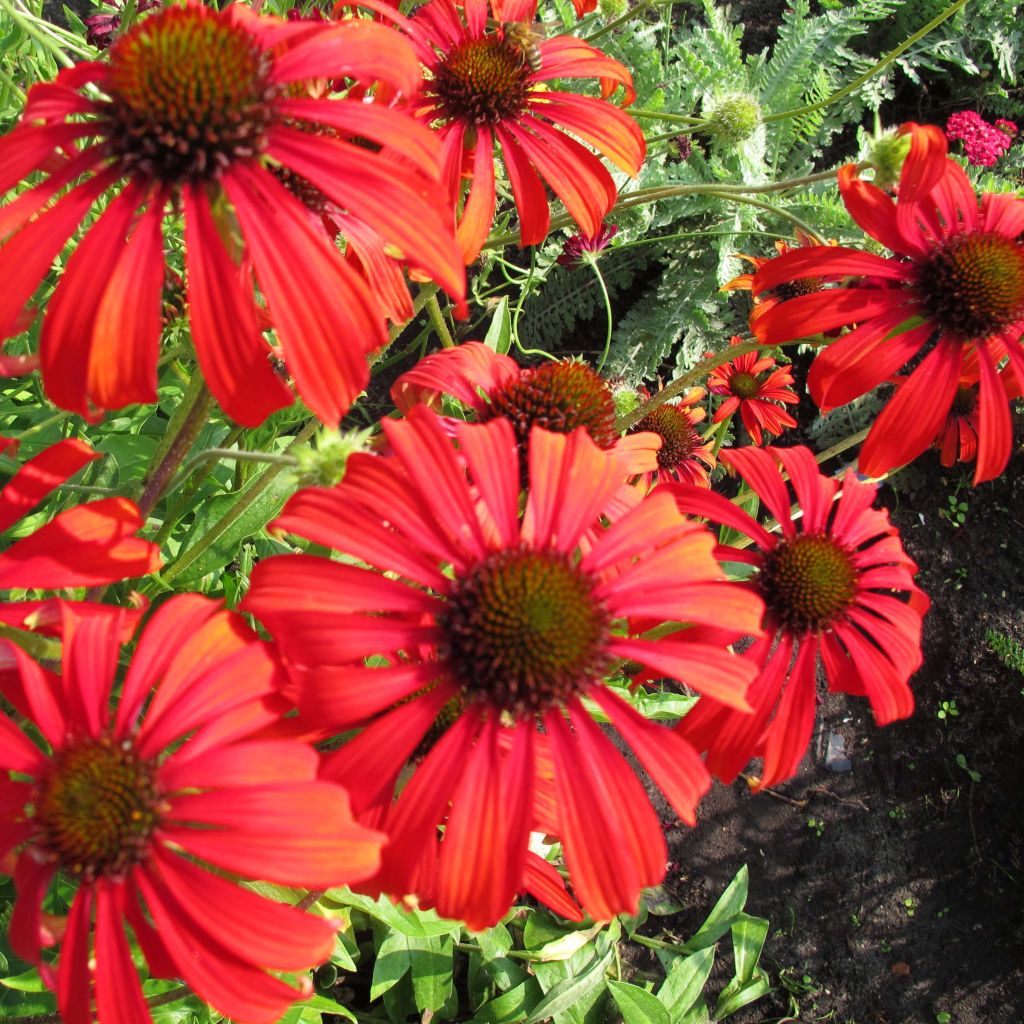 Echinacea purpurea Tomato Soup