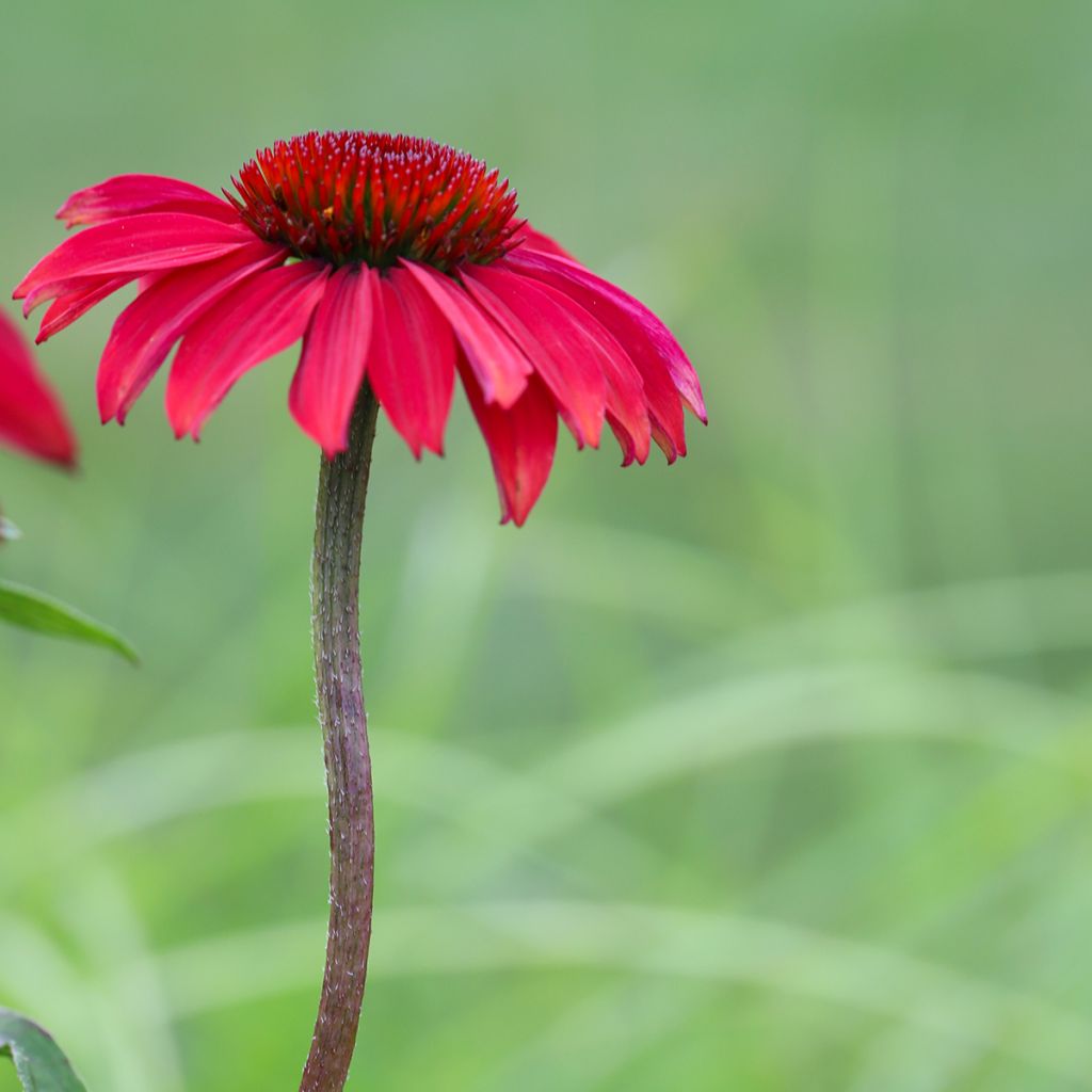 Echinacea purpurea Sombrero Baja Burgundy