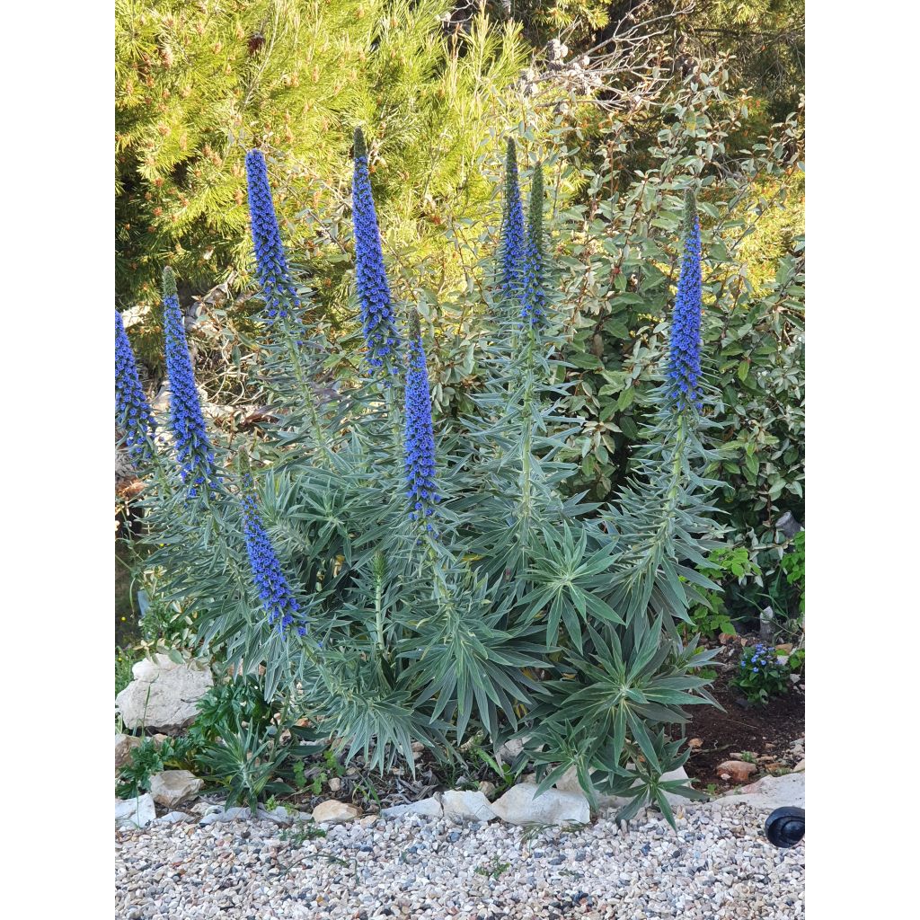 Echium candicans - Tajinaste blanco