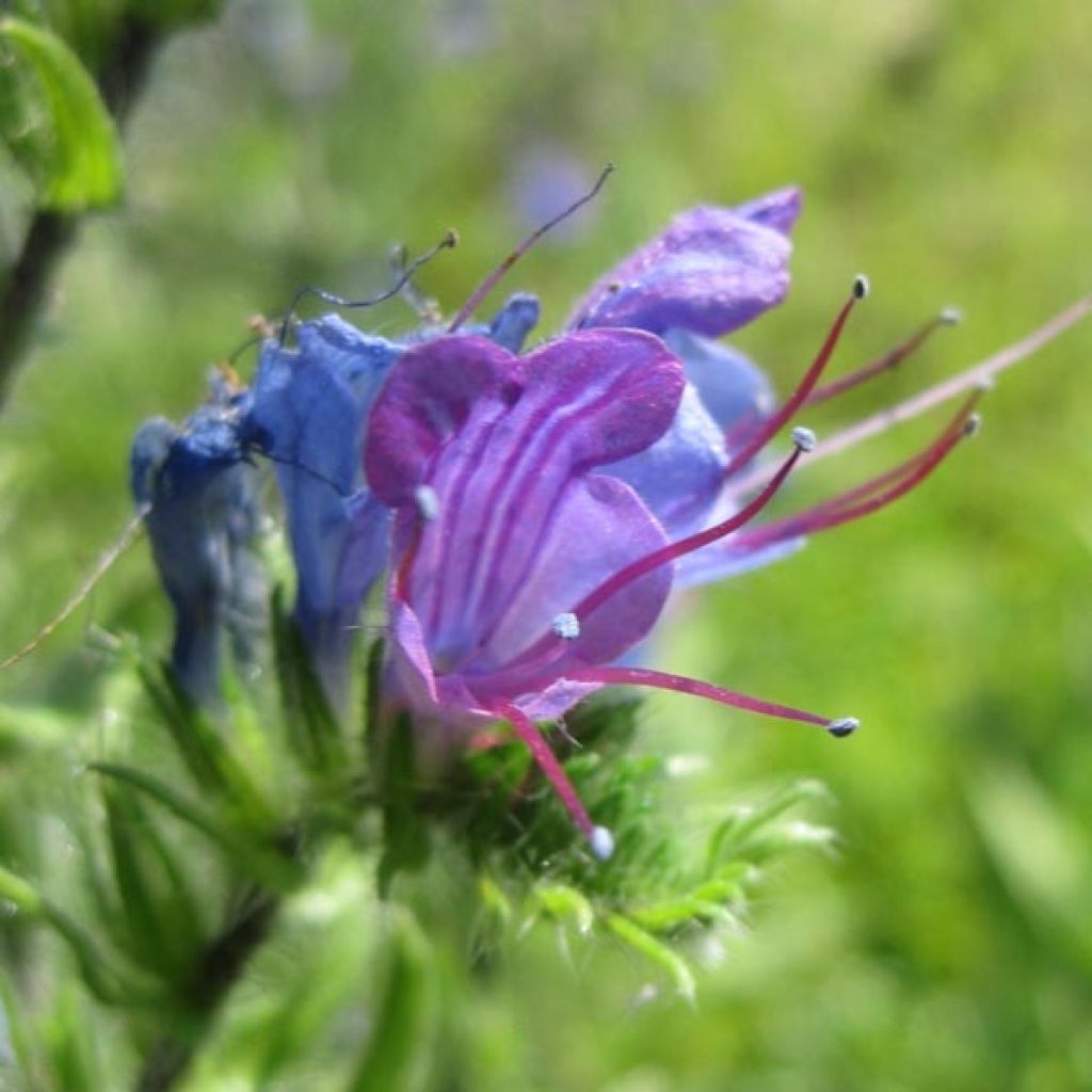 Echium vulgare