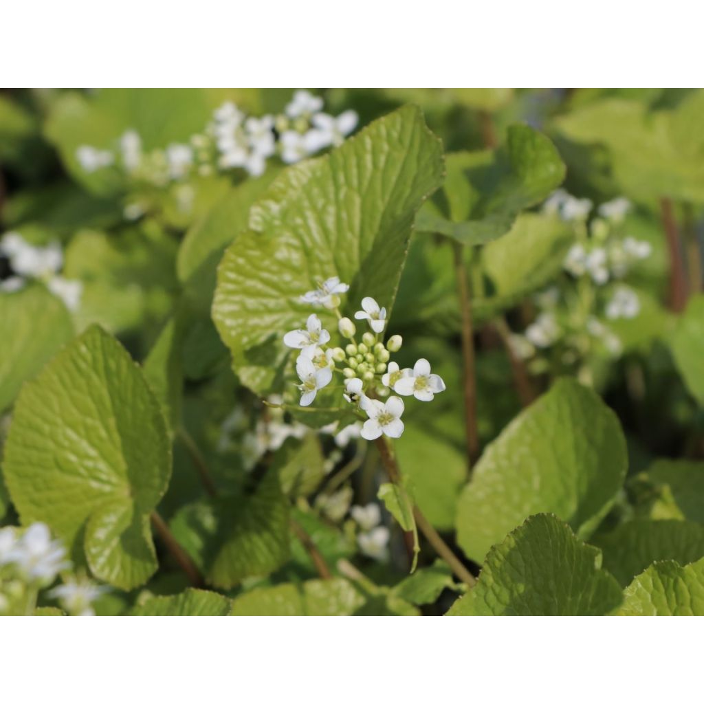 Wasabi - Eutrema japonica