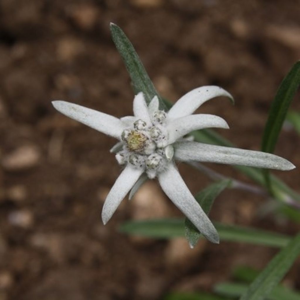 Leontopodium alpinum - Flor de las nieves