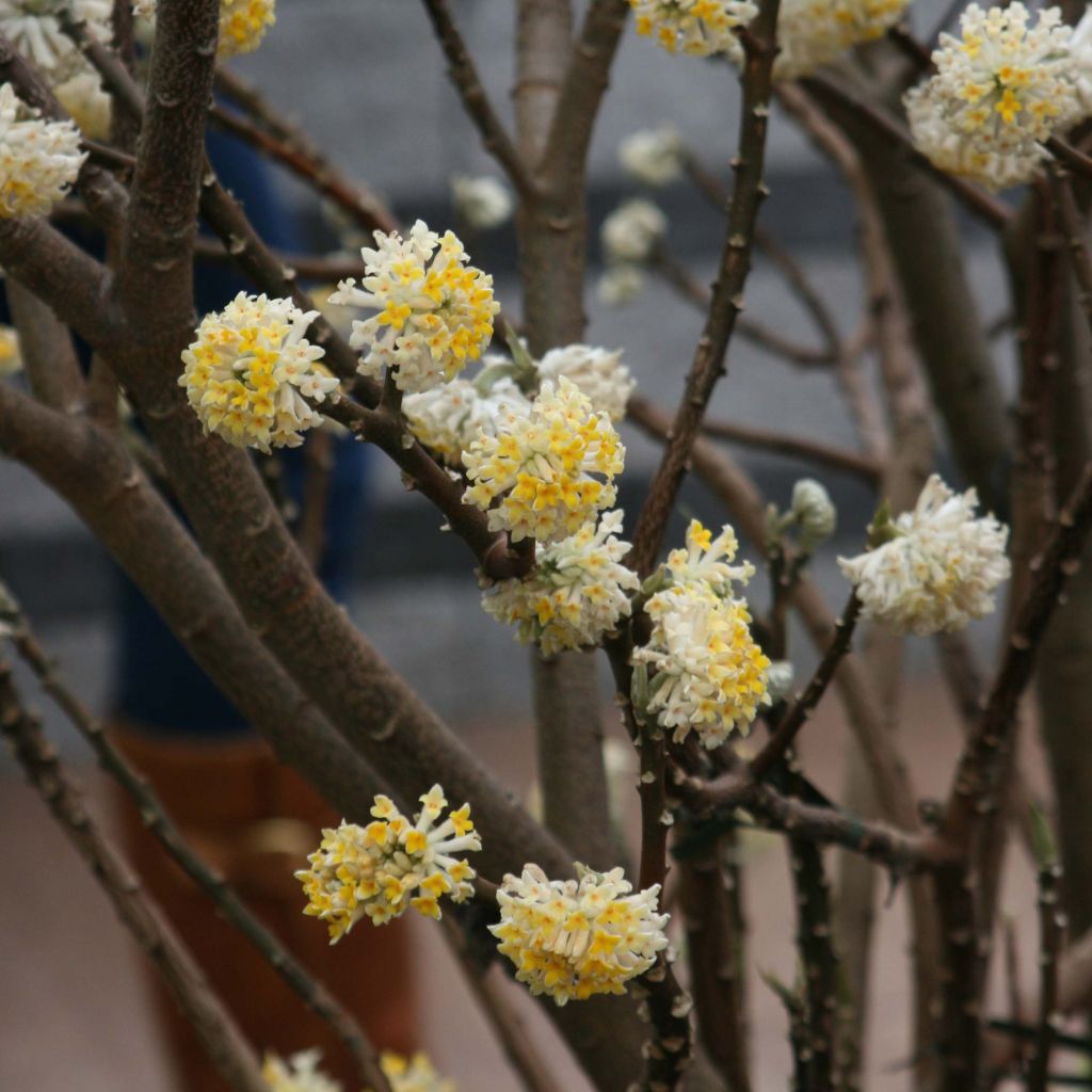 Edgeworthia chrysantha - Arbusto del papel