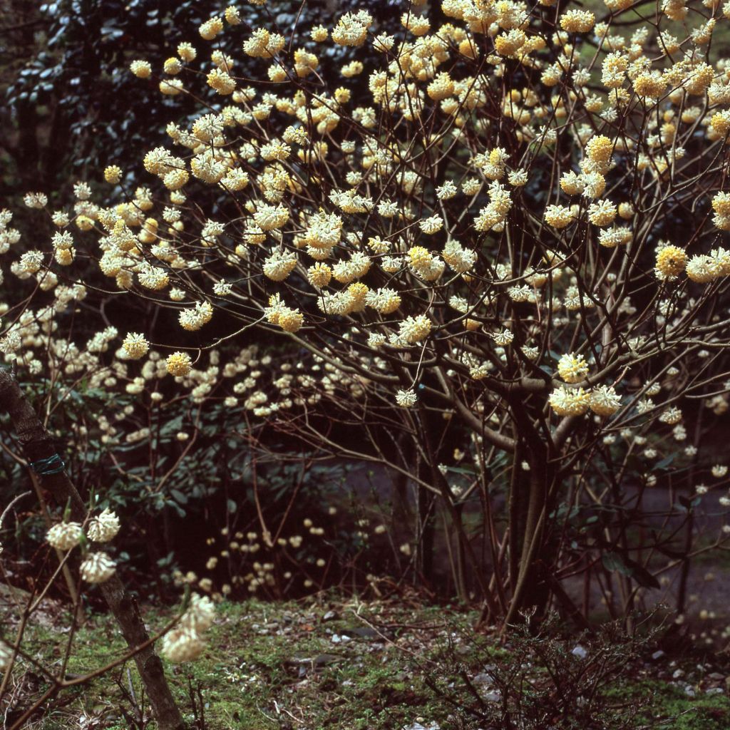 Edgeworthia chrysantha - Arbusto del papel