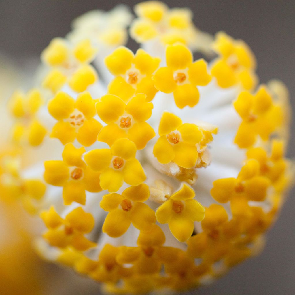 Edgeworthia chrysantha - Arbusto del papel