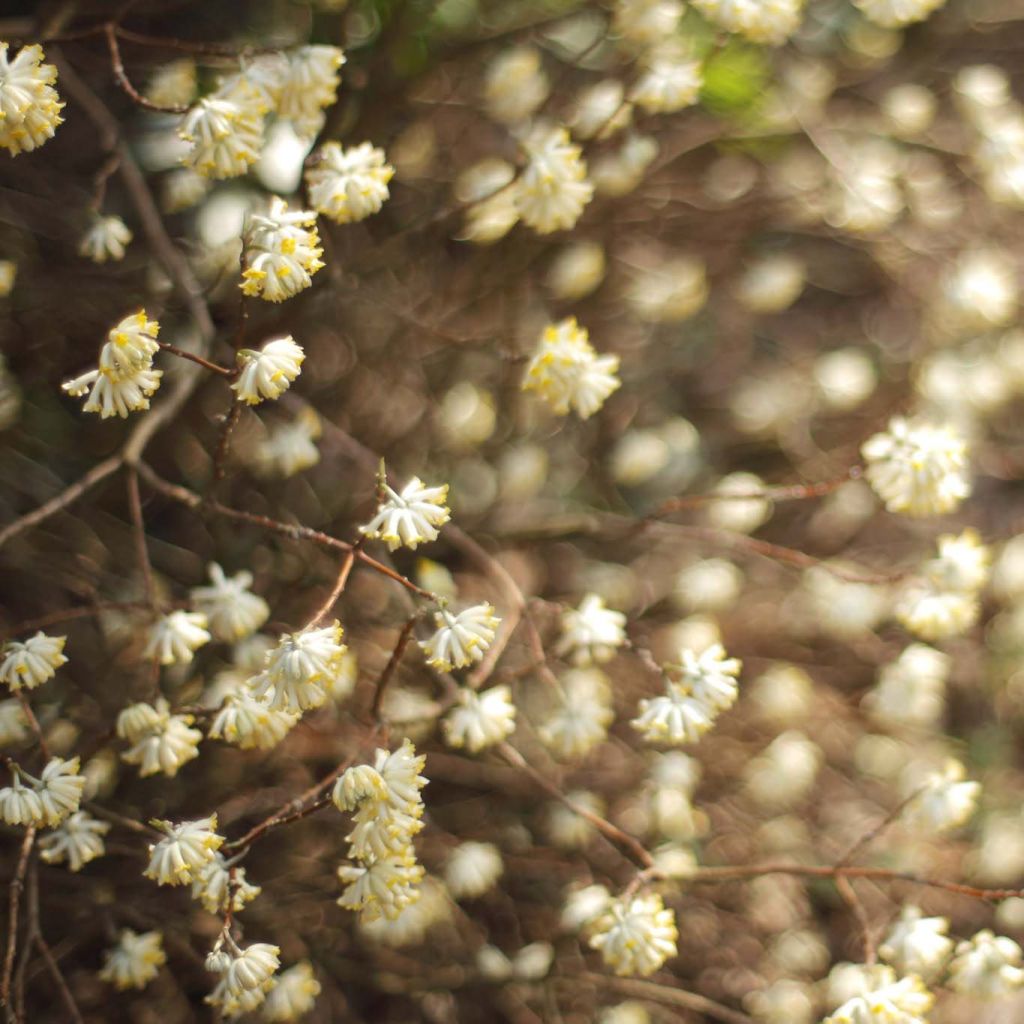 Edgeworthia chrysantha - Arbusto del papel