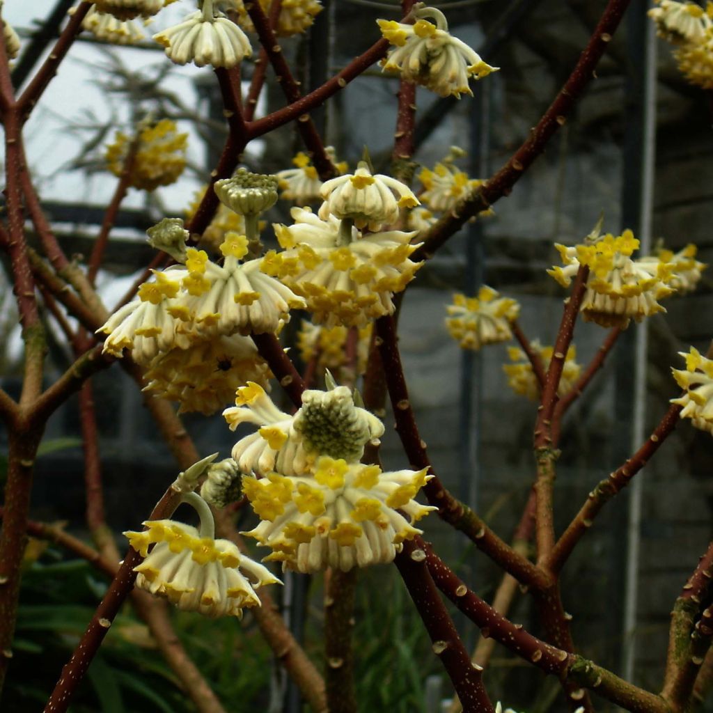 Edgeworthia chrysantha Grandiflora - Arbusto del papel