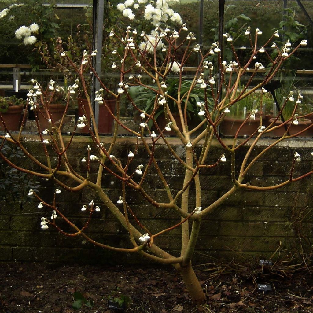 Edgeworthia chrysantha Grandiflora - Arbusto del papel