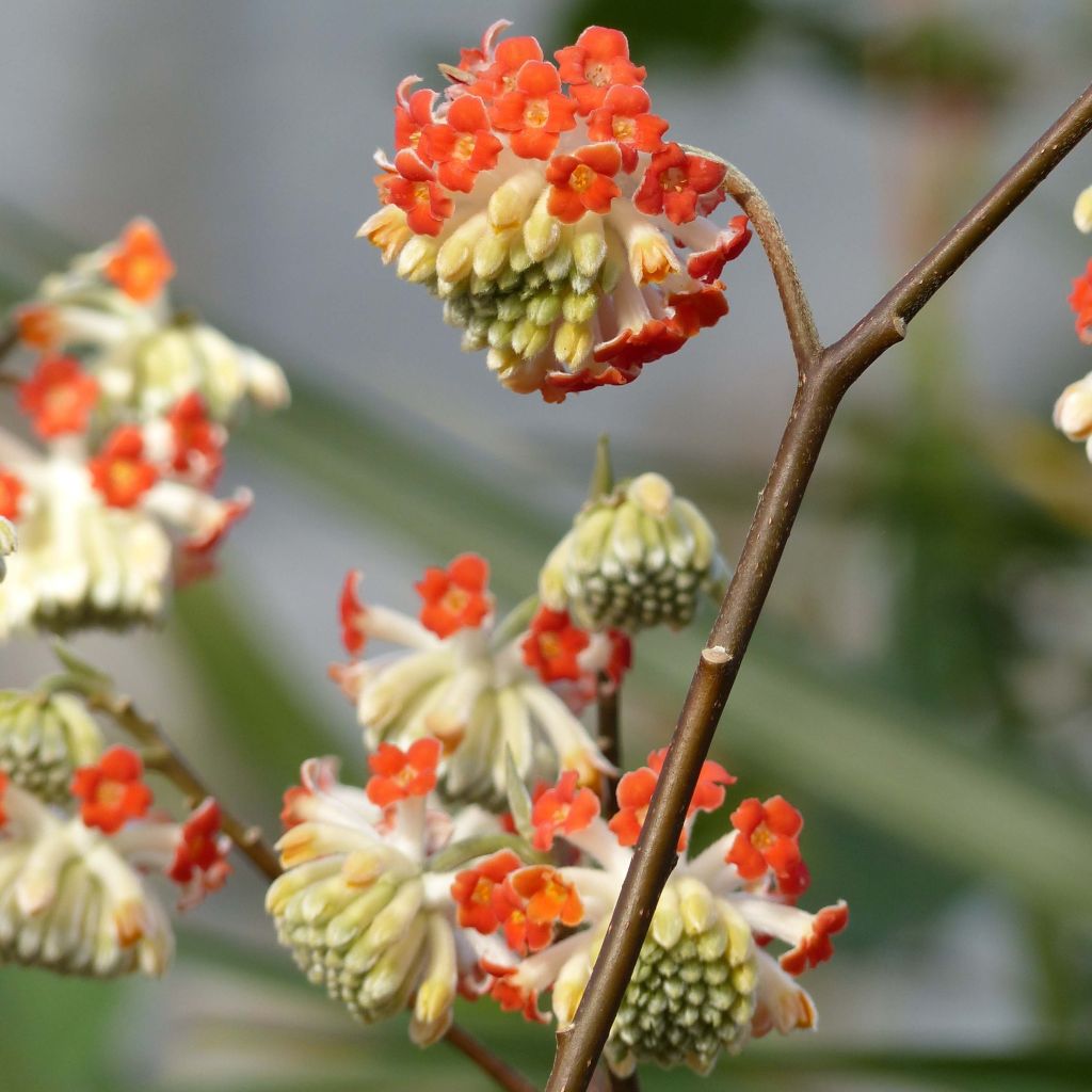 Edgeworthia chrysantha Red Dragon Akebono - Arbusto del papel