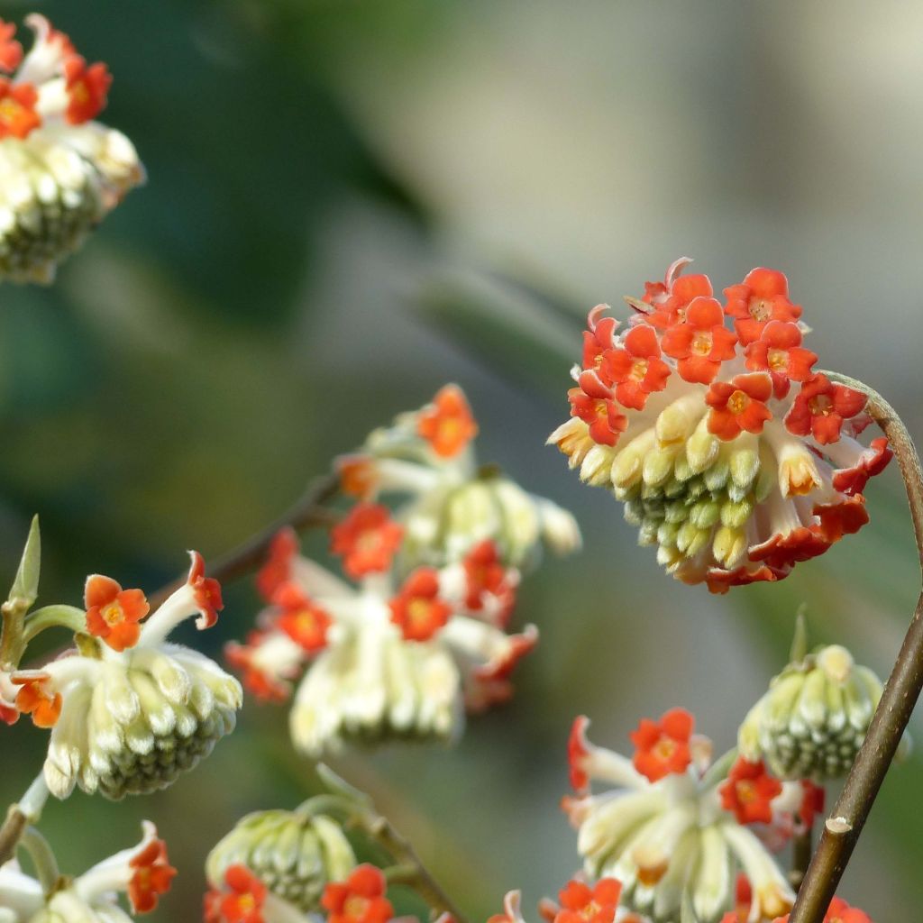 Edgeworthia chrysantha Red Dragon Akebono - Arbusto del papel