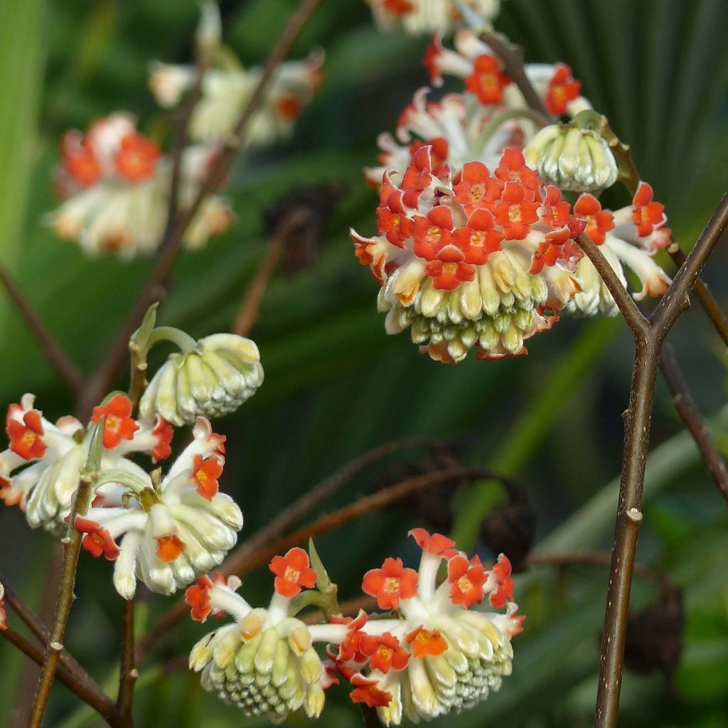 Edgeworthia chrysantha Red Dragon Akebono - Arbusto del papel