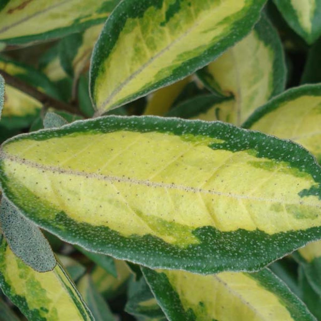 Elaeagnus ebbingei Limelight, Chalef de Ebbing