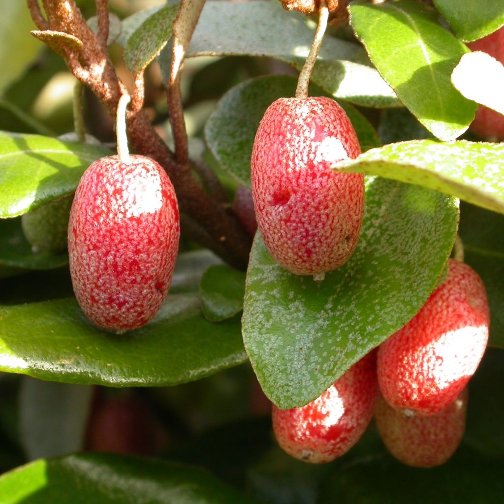 Elaeagnus pungens Maculata