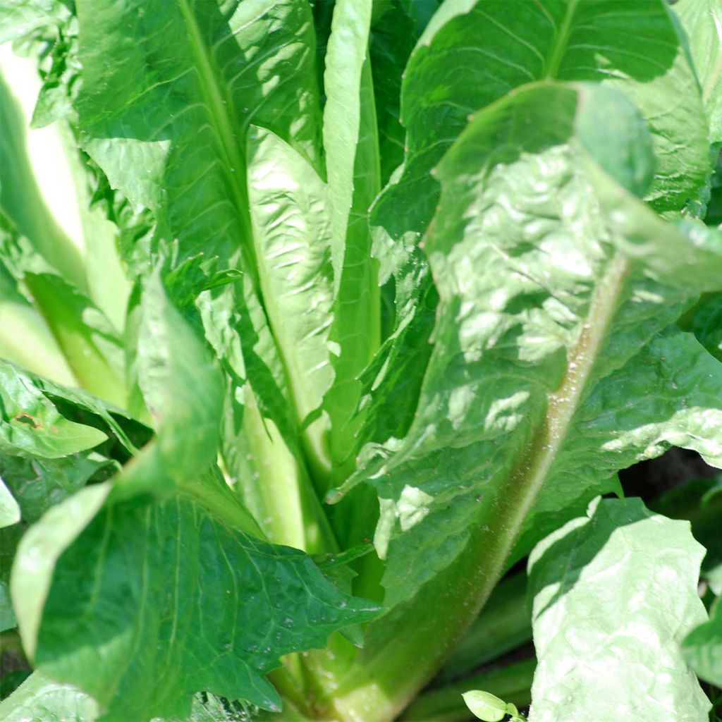 Endive Witloof Alba AB - Ferme de Ste Marthe