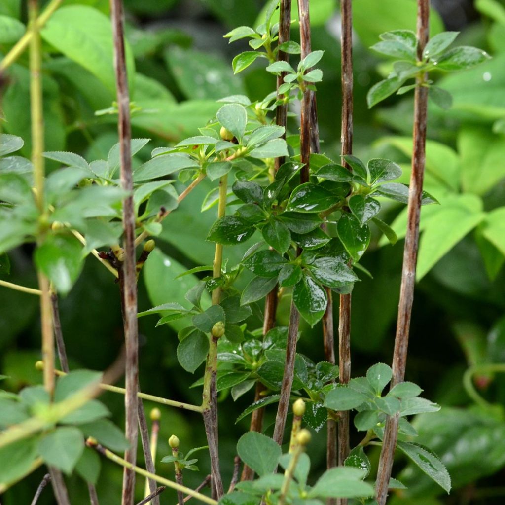 Enkianthus campanulatus - Enquianto