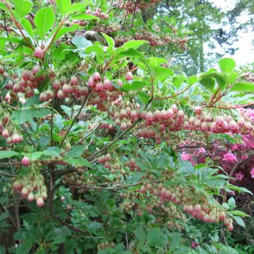 Andromède campanulée, Enkianthus campanulatus