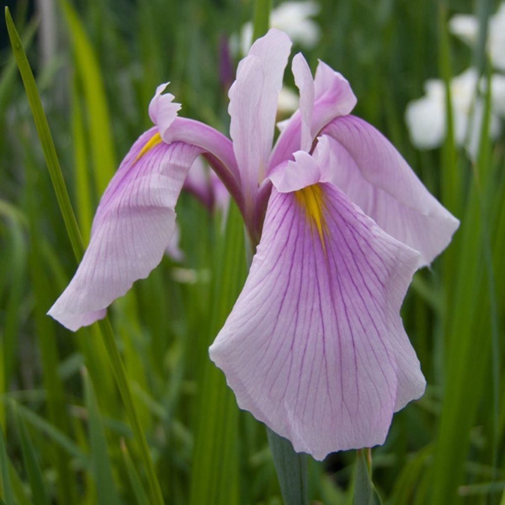 Iris Japonés Rose Queen - Iris ensata