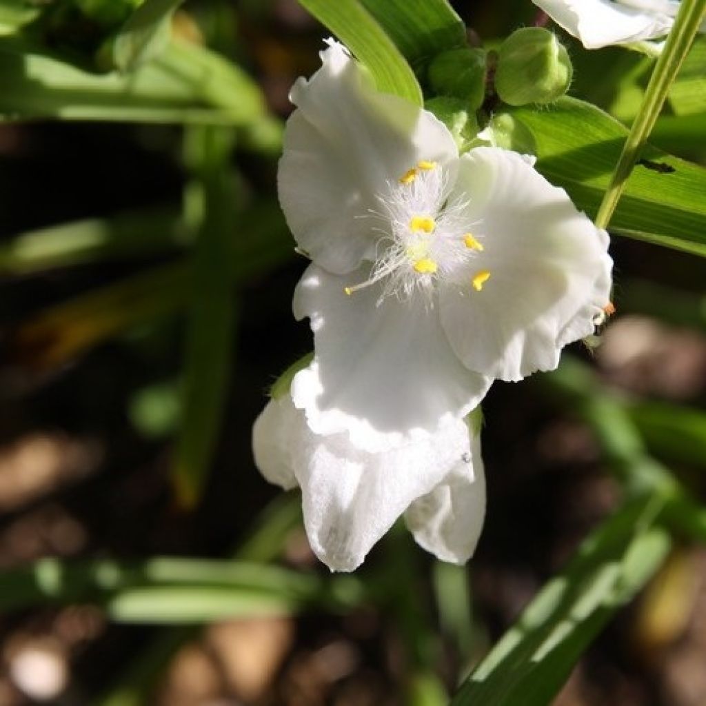 Tradescantia andersoniana Innocence