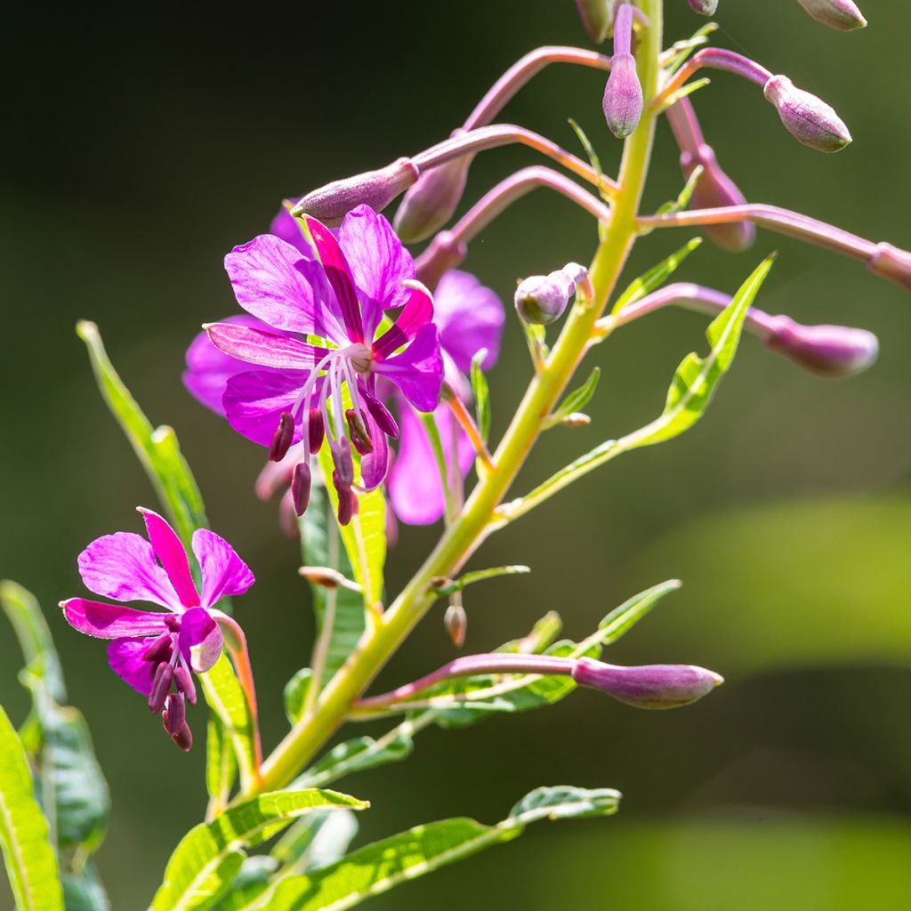 Epilobium angustifolium - Adelfilla de hojas estrechas