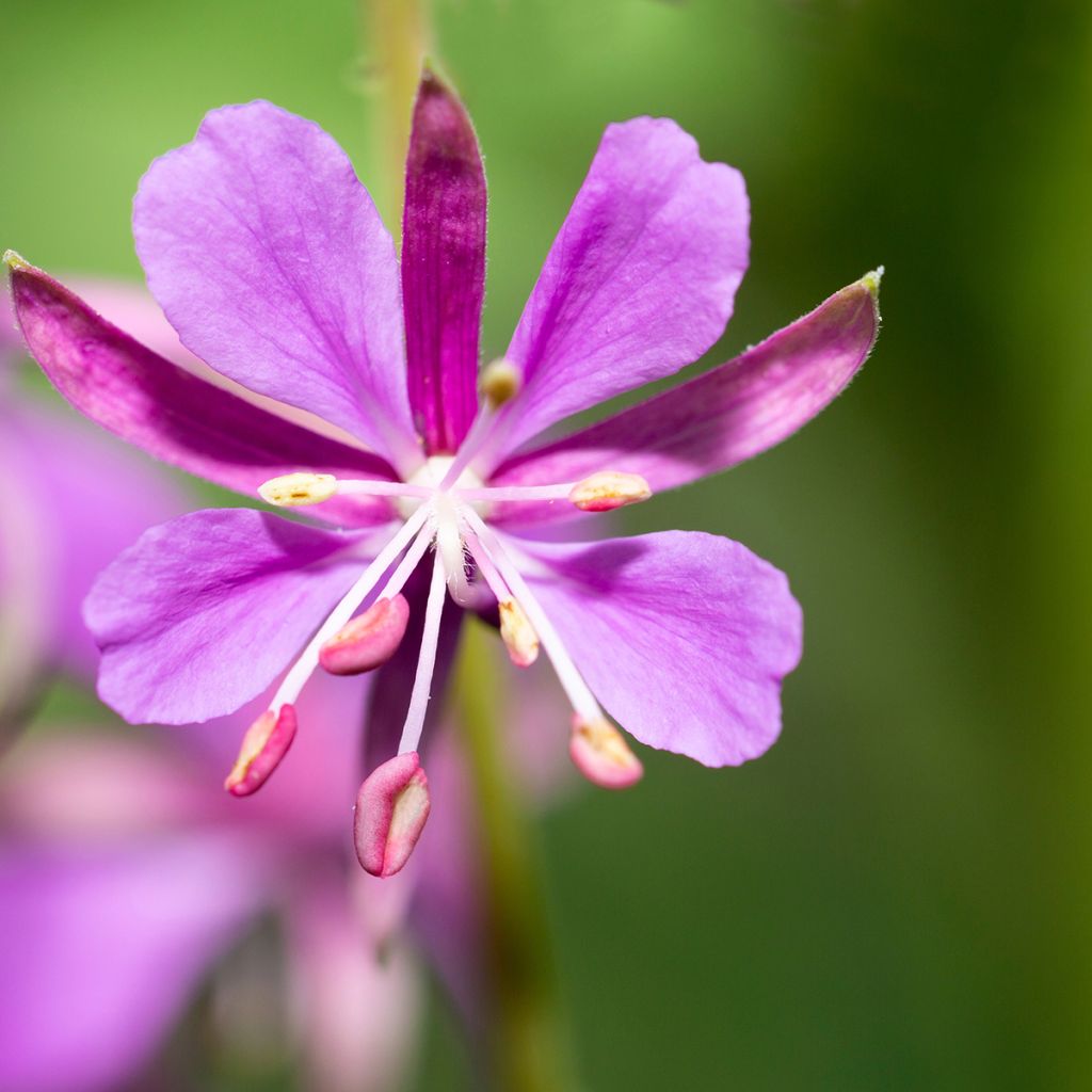 Epilobium angustifolium - Adelfilla de hojas estrechas