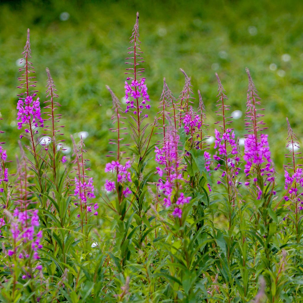 Epilobium angustifolium - Adelfilla de hojas estrechas