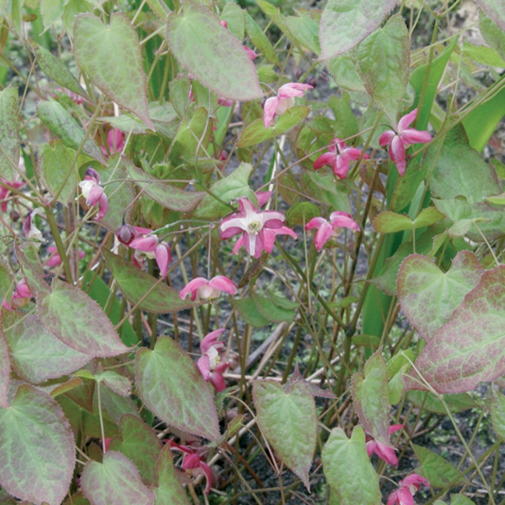 Epimedium rubrum, Fleur des elfes