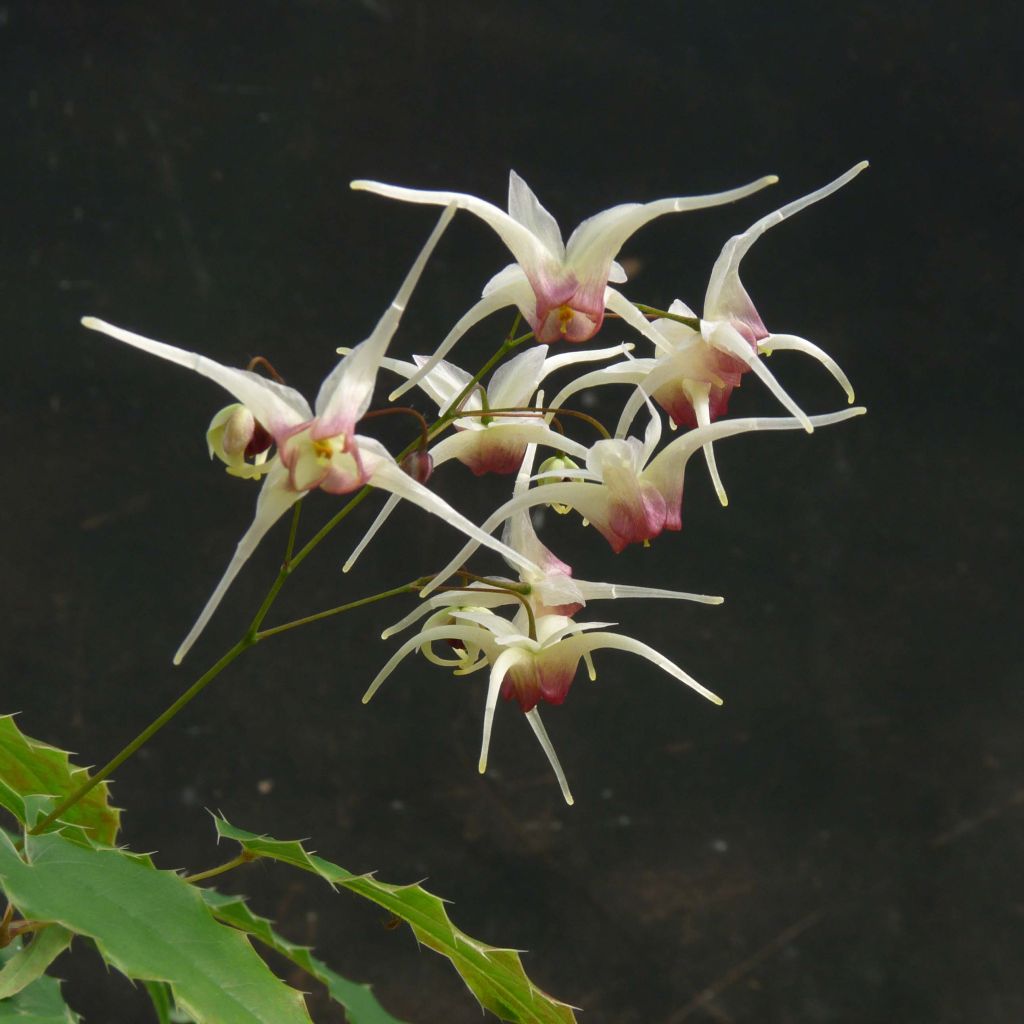 Epimedium Domino