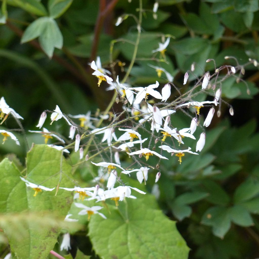 Epimedium stellulatum Wudang Star