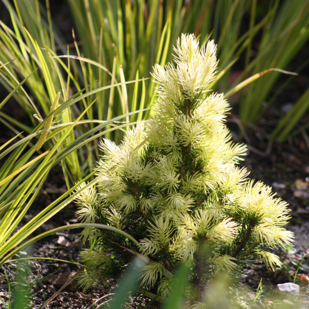 Picea glauca Daisy's White - Pícea blanca