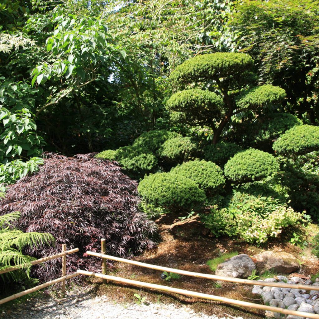 Arce japonés Dissectum Garnet - Acer palmatum