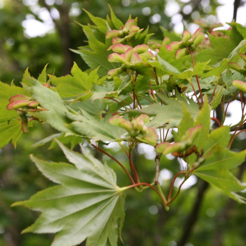 Arce de Shirasawa Aureum - Acer shirasawanum