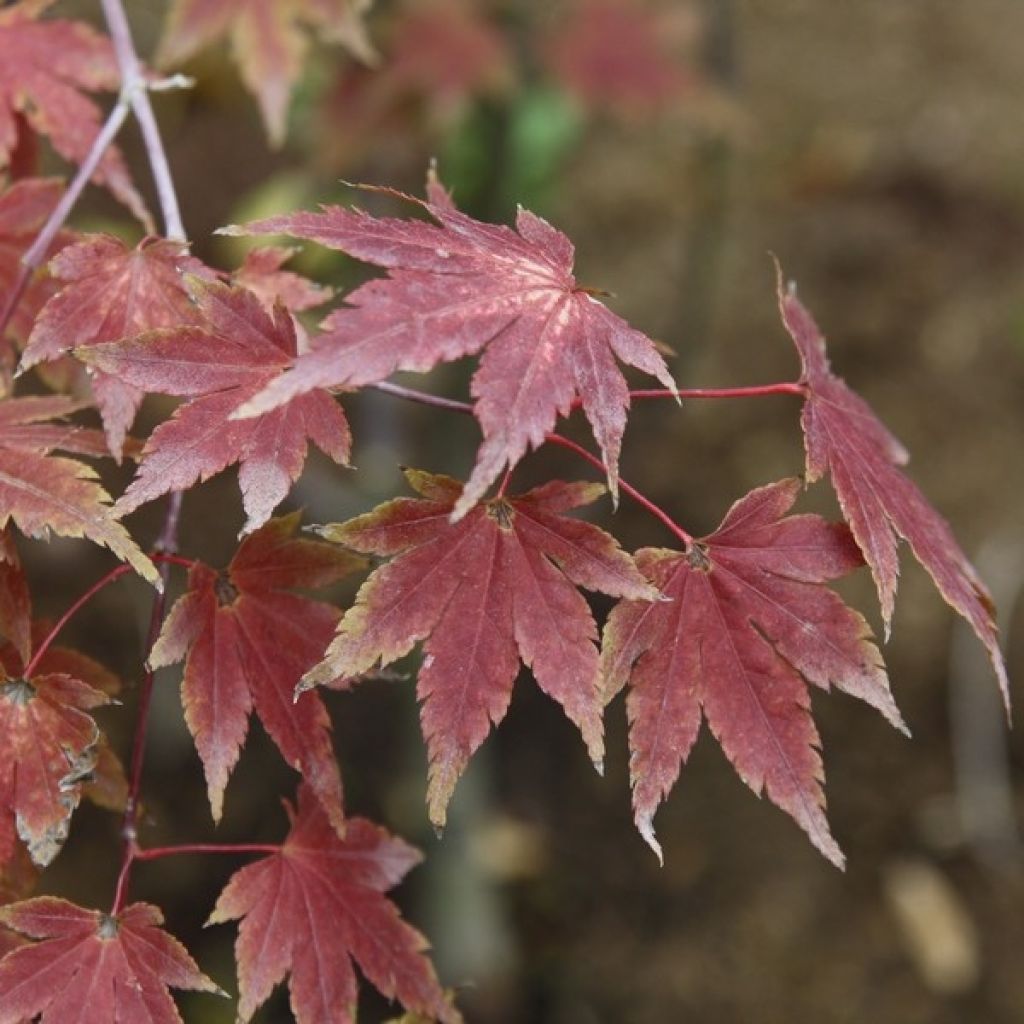 Arce japonés Orange Dream - Acer palmatum