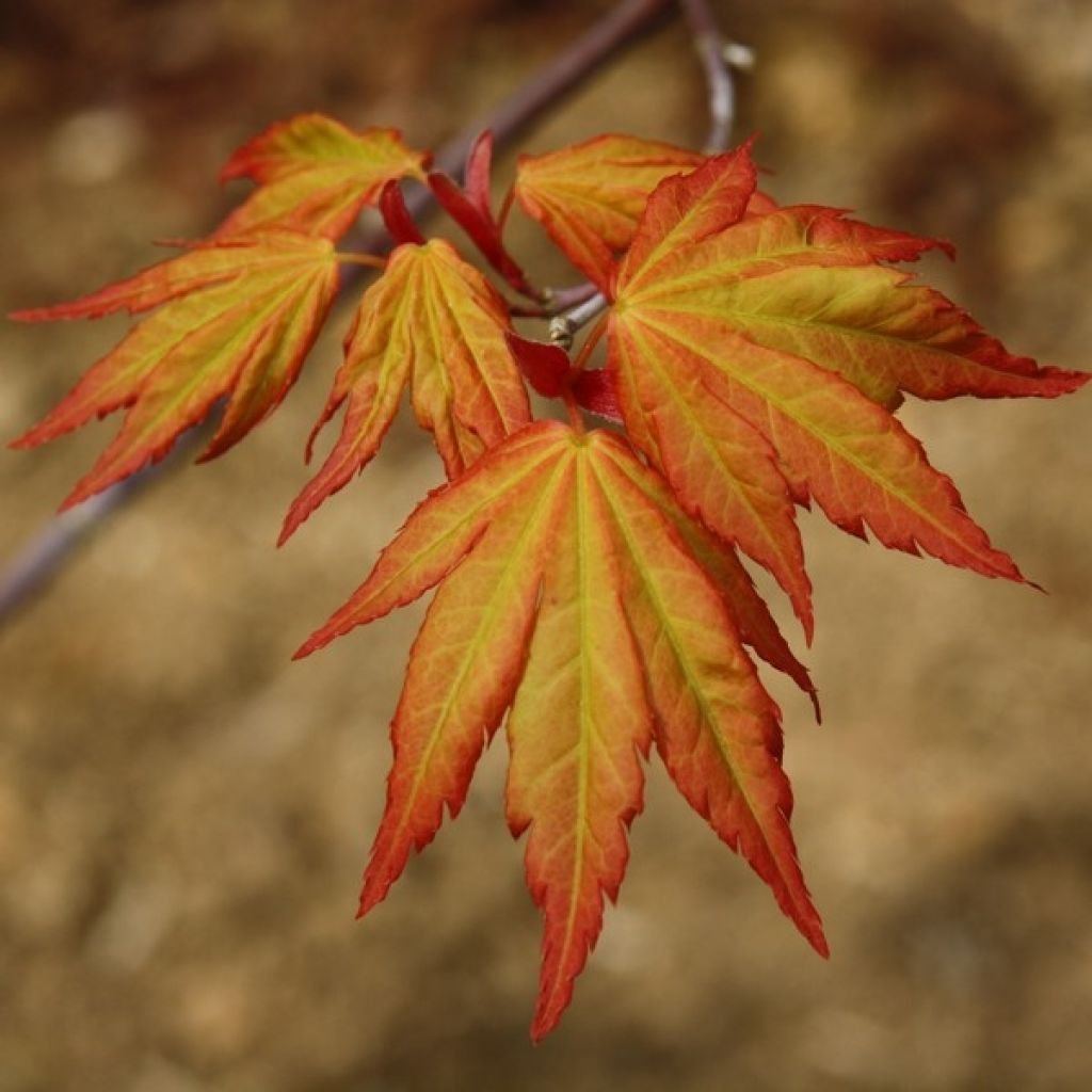 Arce japonés Orange Dream - Acer palmatum