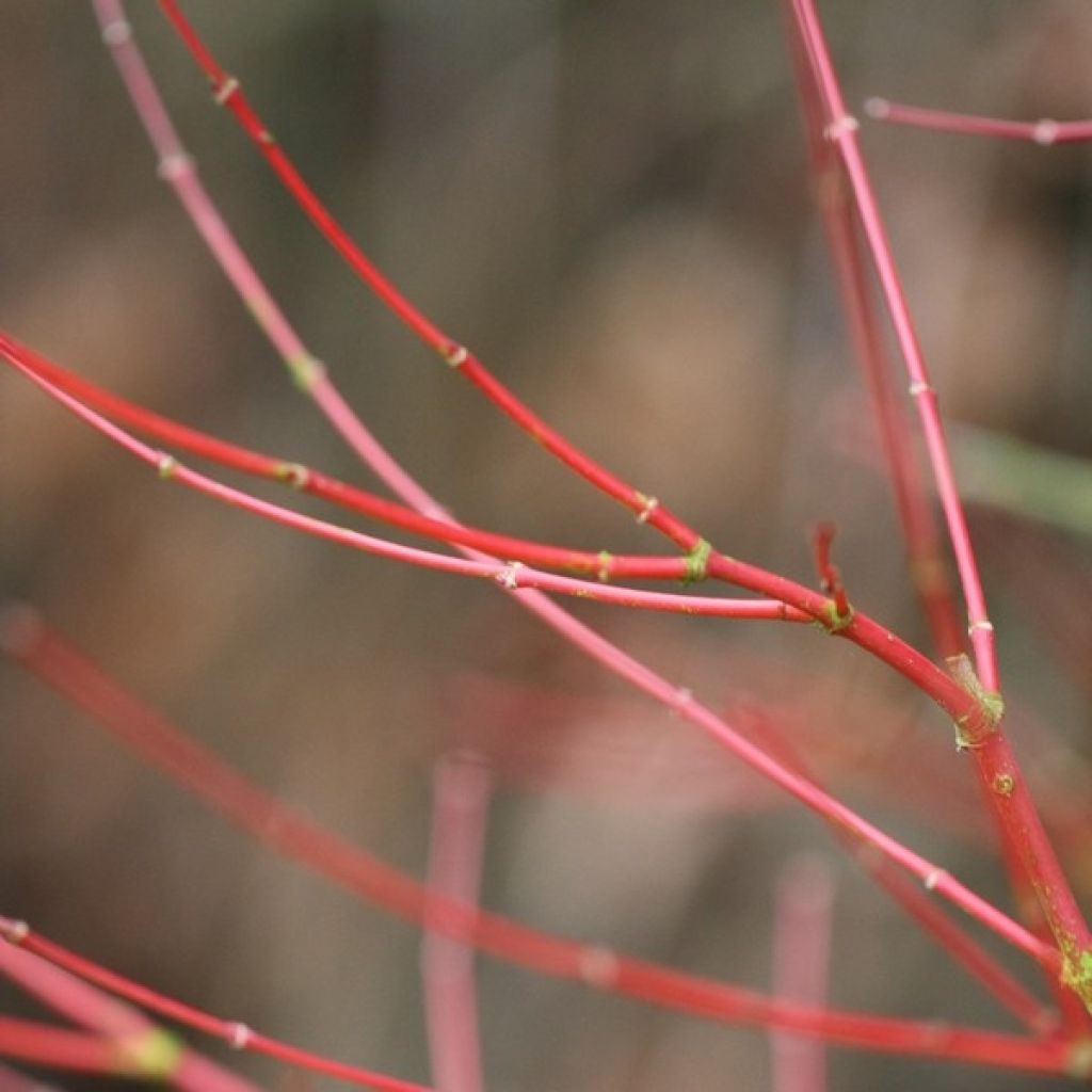 Arce japonés Sangokaku - Acer palmatum