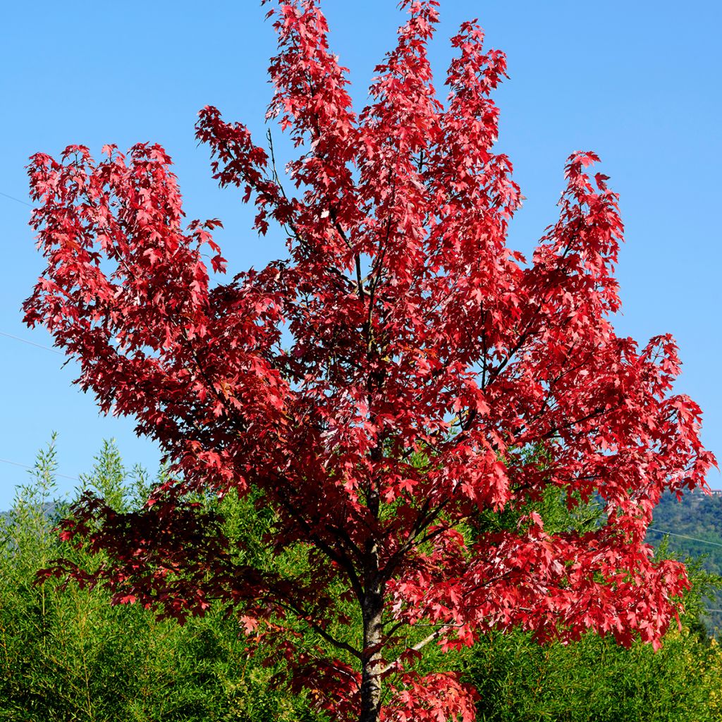 Acer rubrum - Arce de Canadá