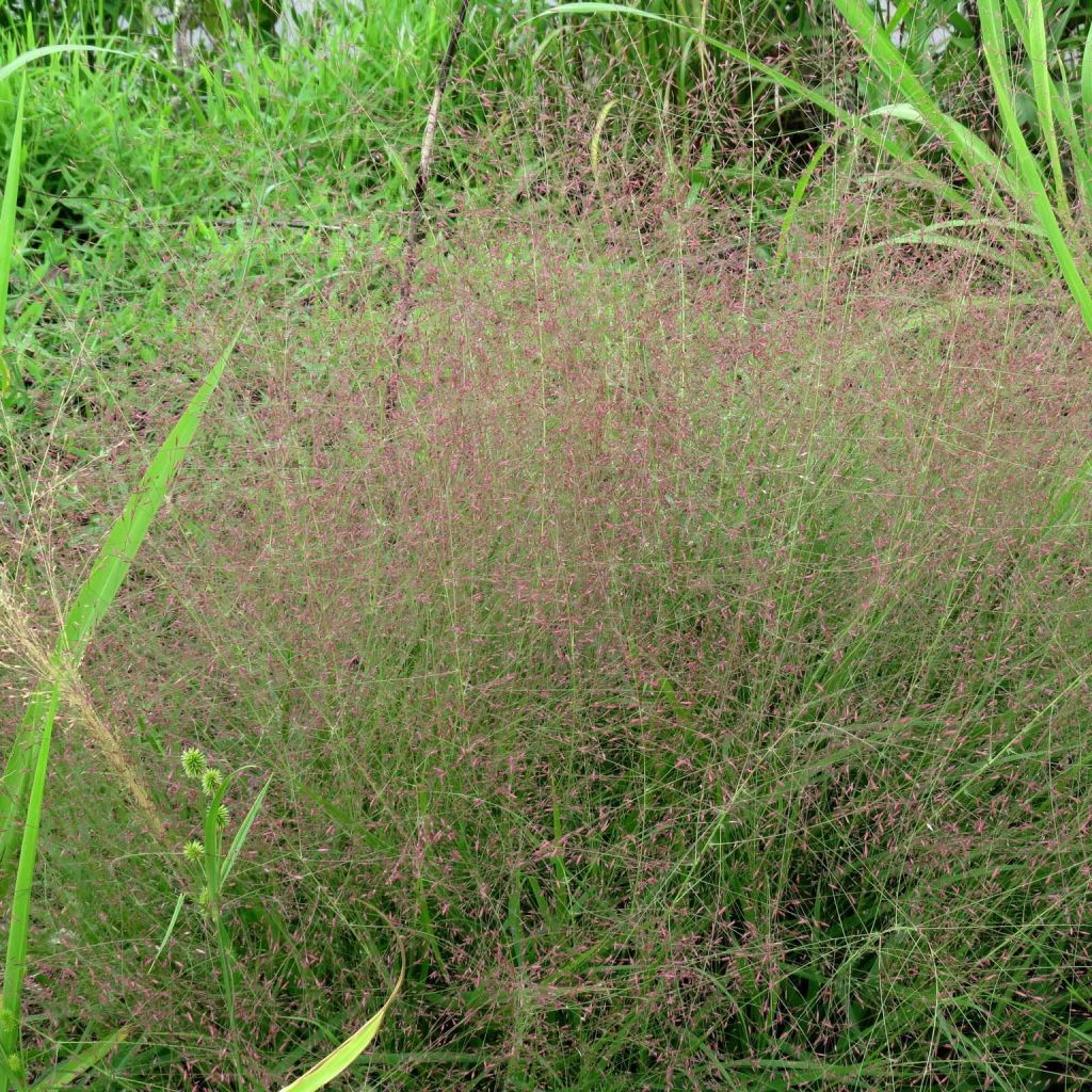 Eragrostis spectabilis - Pasto de plumas