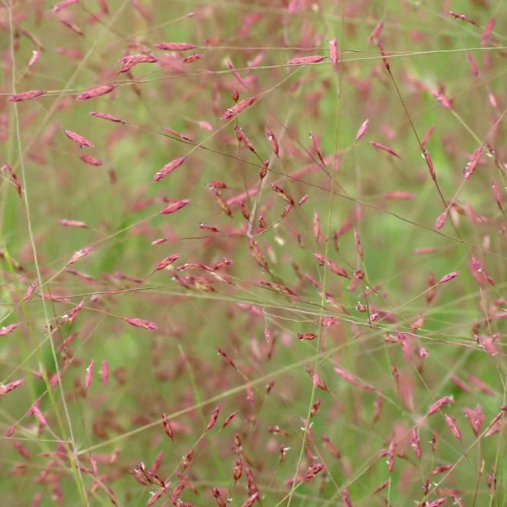 Eragrostis spectabilis - Pasto de plumas