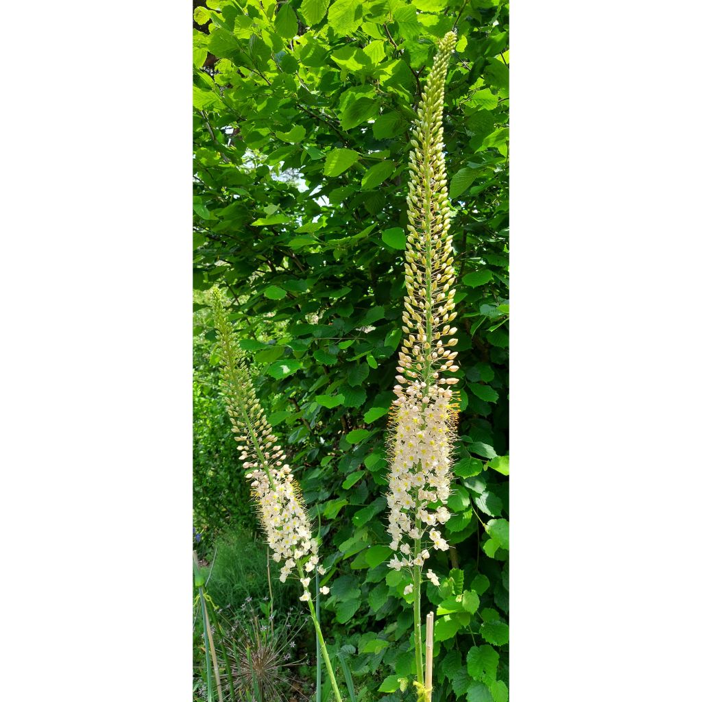 Eremurus Romance