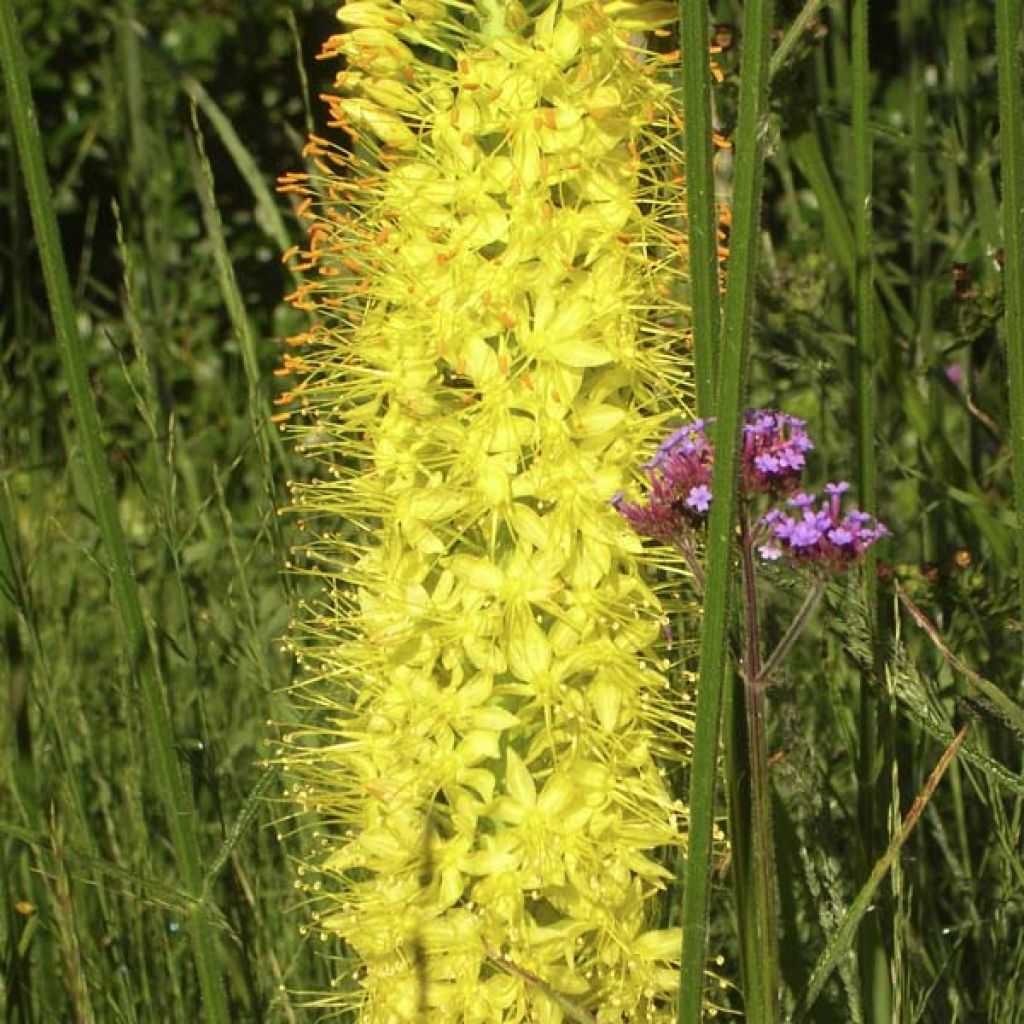 Eremurus Tap Dance, Lis des steppes