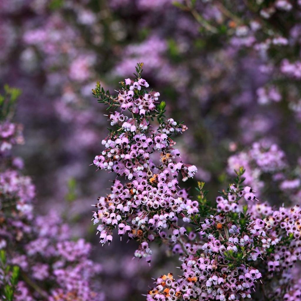 Erica canaliculata - Brezo de turbera