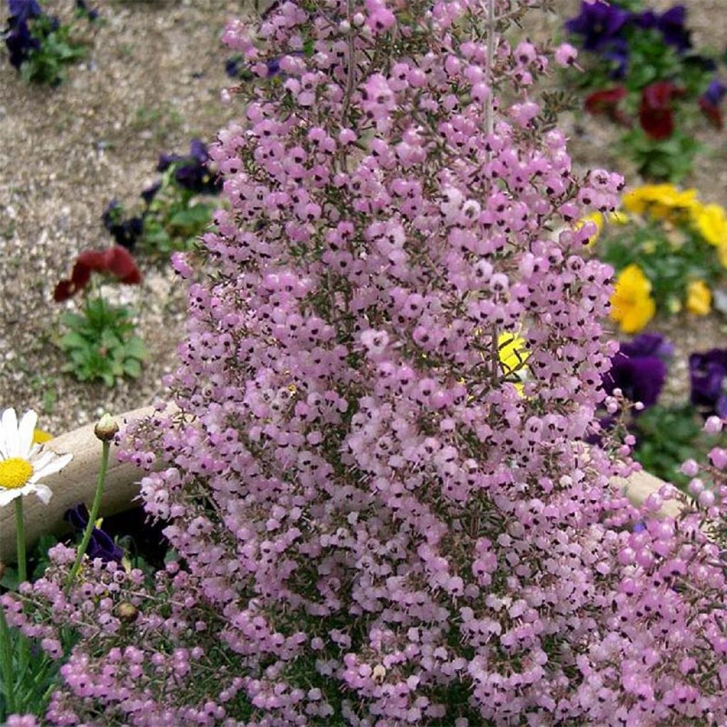 Erica canaliculata - Brezo de turbera