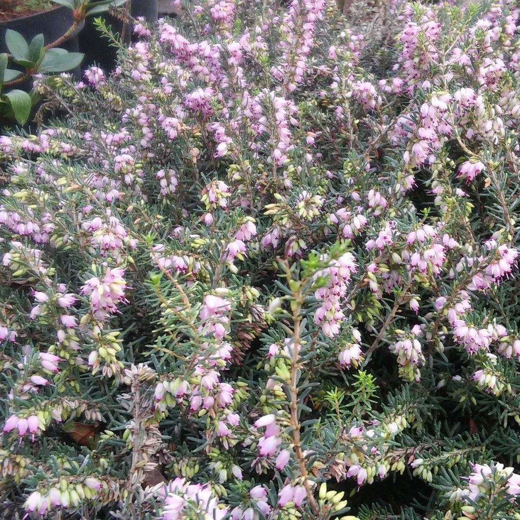 Erica darleyensis Darley Dale - Brezo rosado