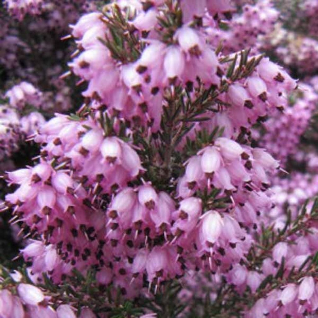 Erica darleyensis Spring Surprise - Brezo rosado