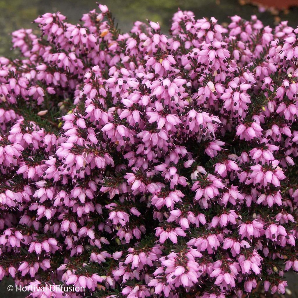 Erica darleyensis Tyann - Brezo rosado