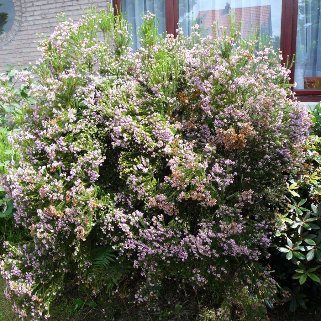 Erica terminalis - Brezo de turbera