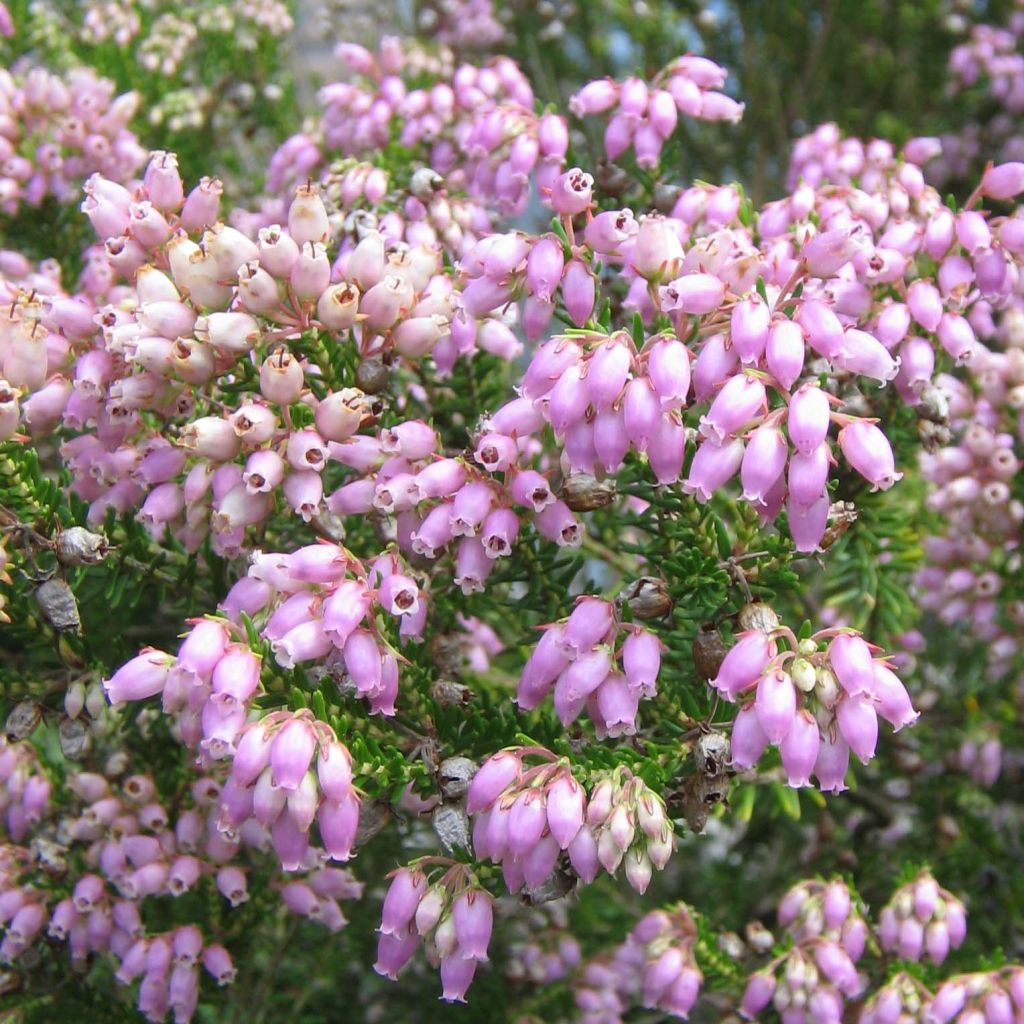 Erica terminalis - Brezo de turbera