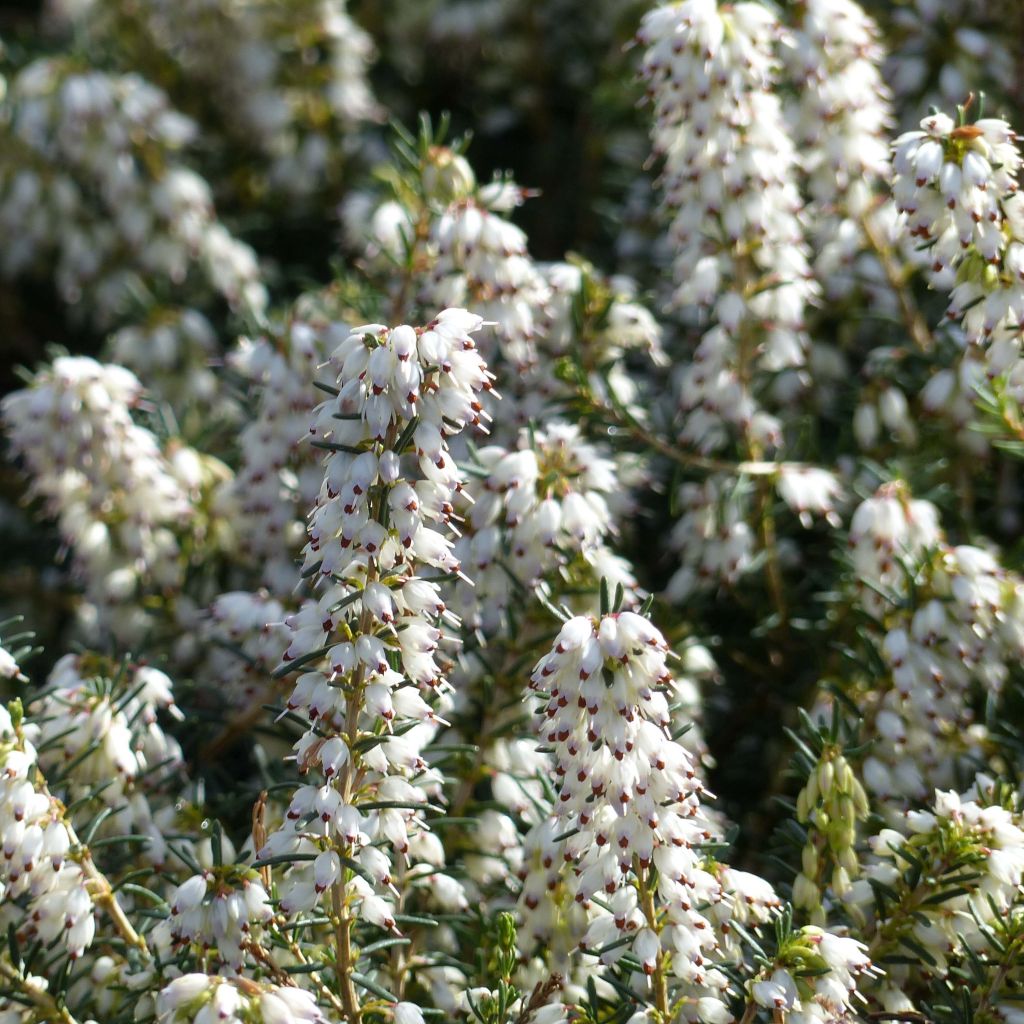 Erica darleyensis Silberschmelze - Brezo rosado