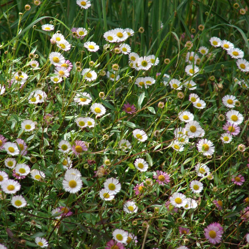 Erigeron karvinskianus - Margarita cimarrona