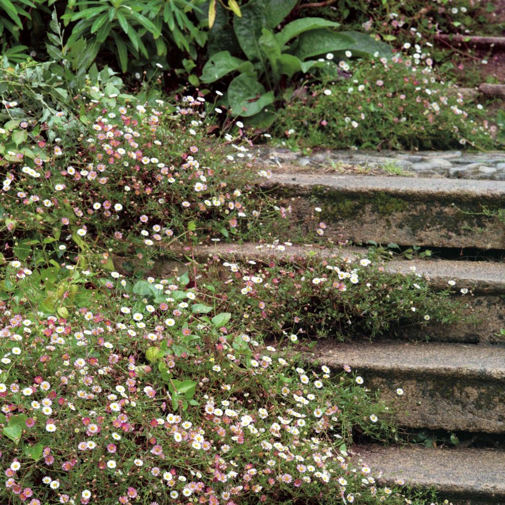 Erigeron karvinskianus - Margarita cimarrona